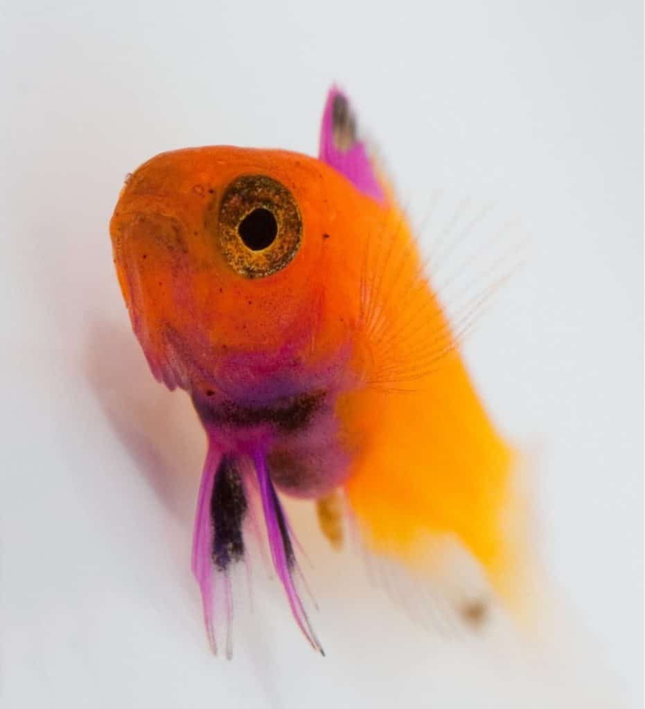 A worldwide first for Todd Gardner; the successful breeding of Gramma dejongi in Long Island, New York – 2017