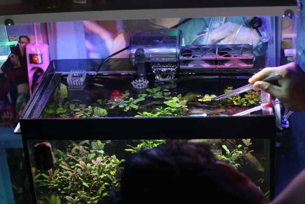 Fish Tank Cleaning Service Plandome, NY Fluid Dynamics