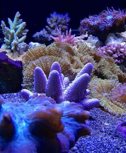coral live 2