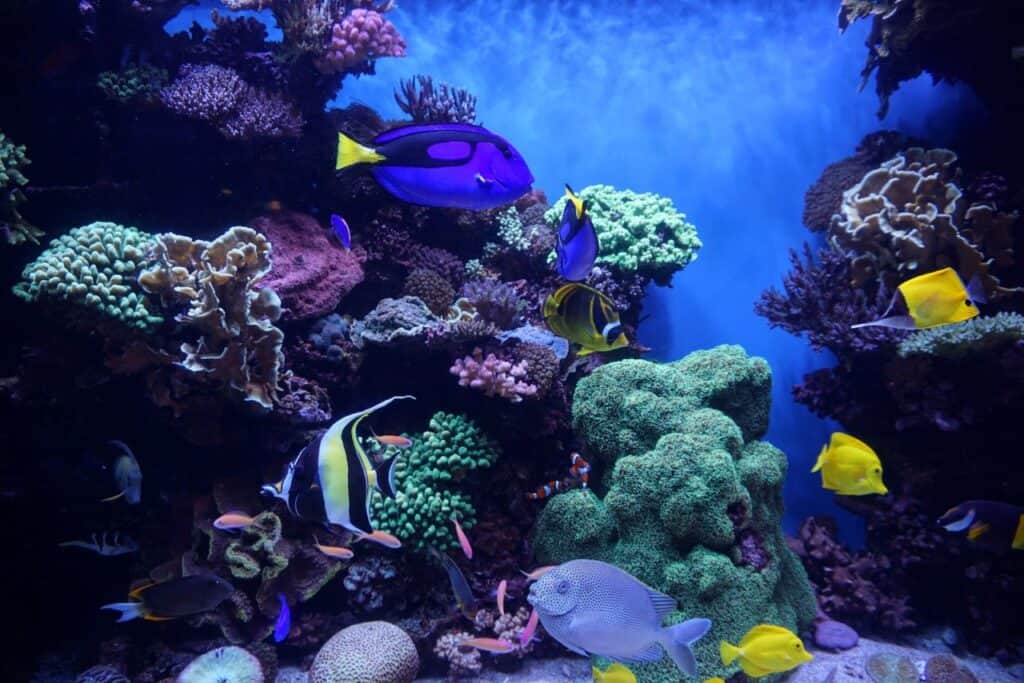 Aquarium Store Long Island Long Island Aquarium Services